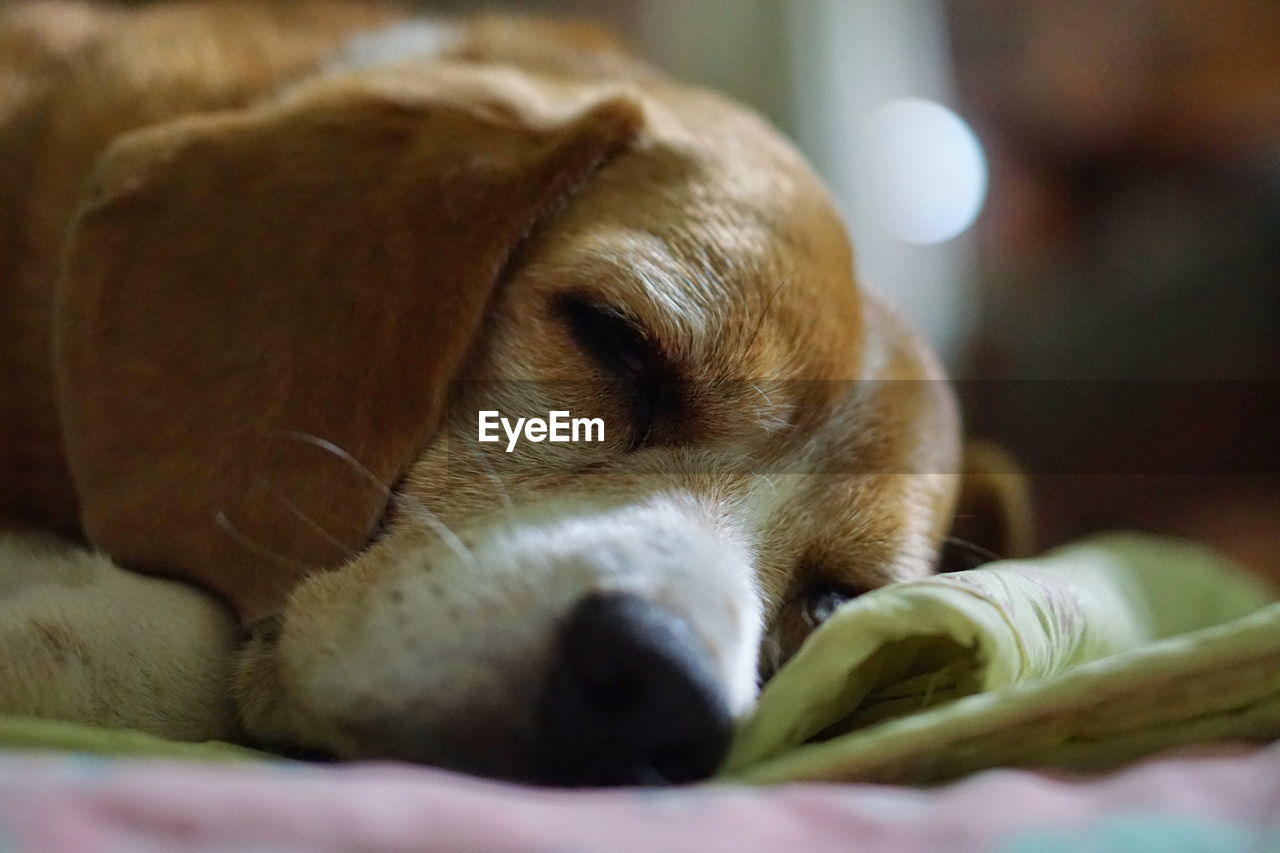 CLOSE-UP OF A DOG SLEEPING IN A CAT