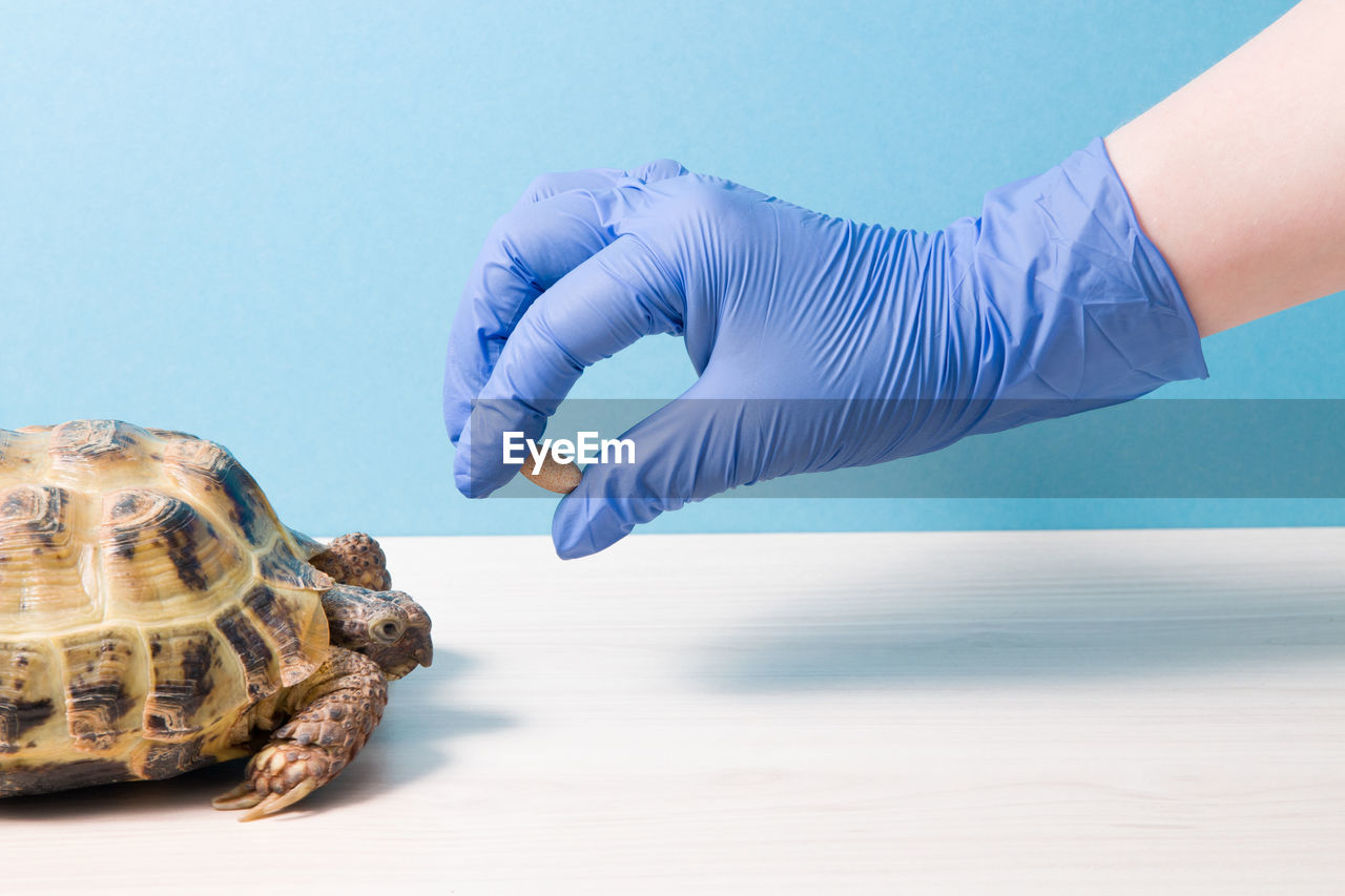 Land central asian tortoise and hand holds a tablet for treating turtles, vitamins for turtles