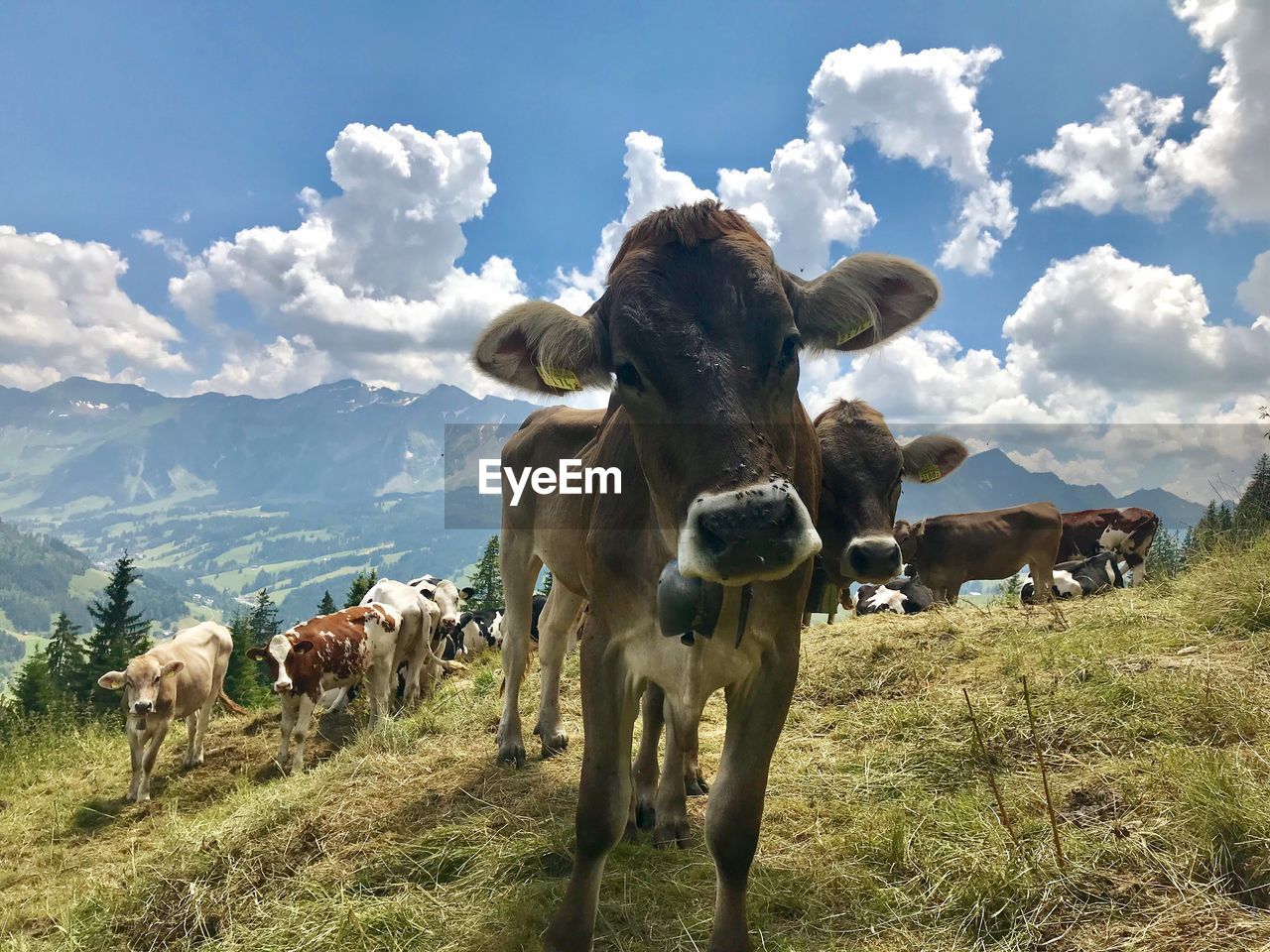 Cows on field