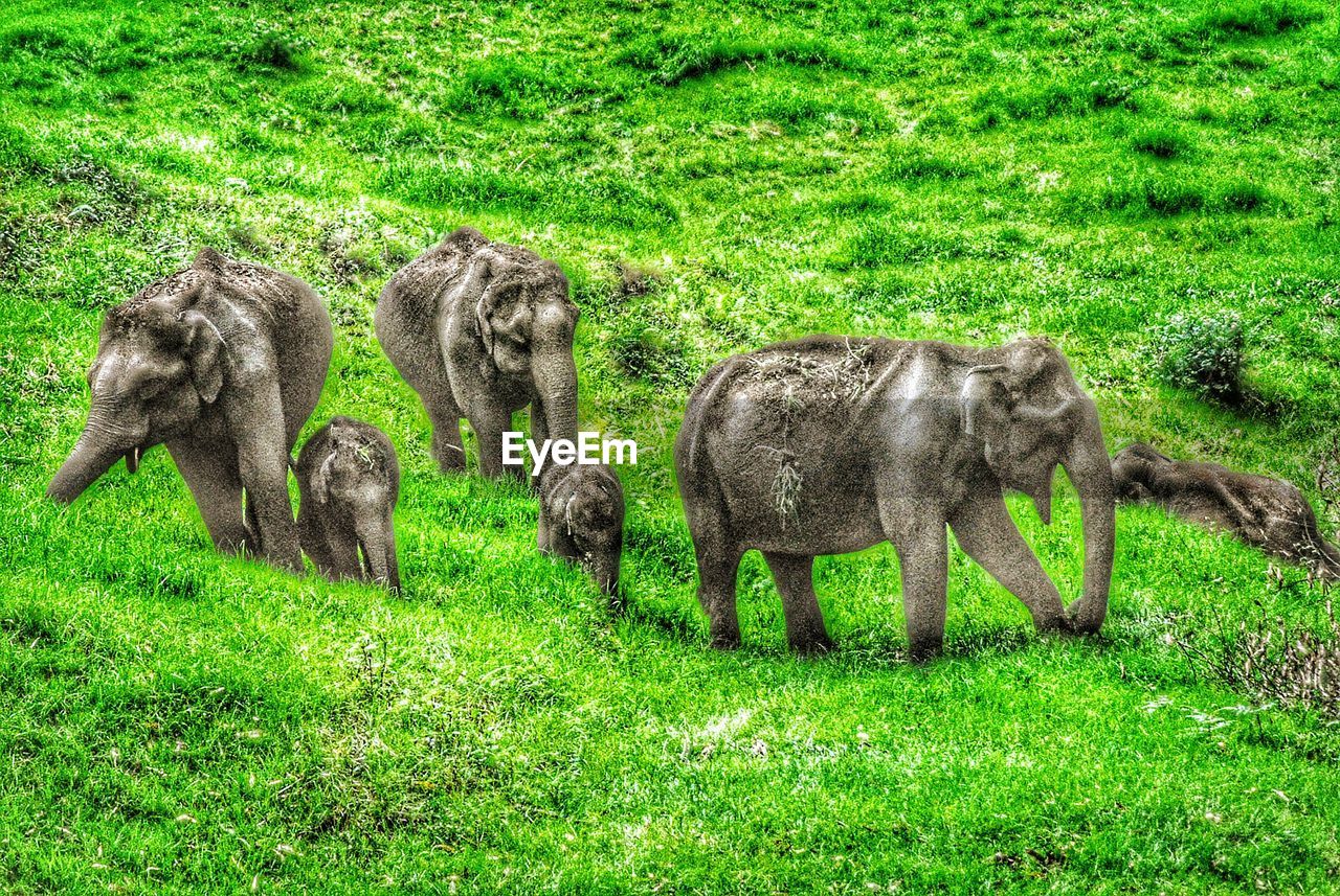 ELEPHANT GRAZING ON FIELD