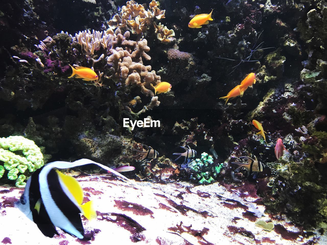 CLOSE-UP OF FISH SWIMMING UNDERWATER