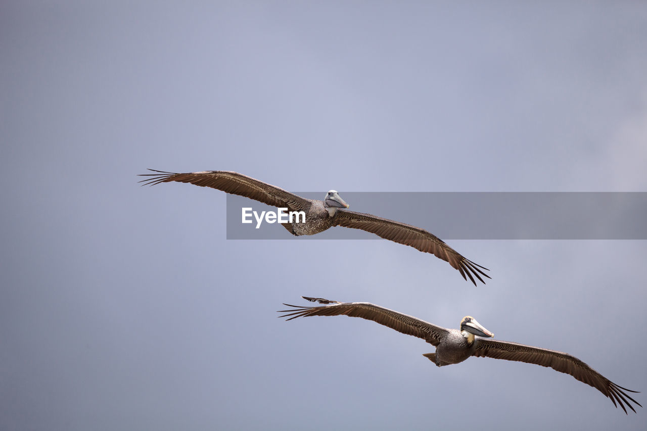 Brown pelican bird pelecanus occidentalis flying and swimming around barefoot beach