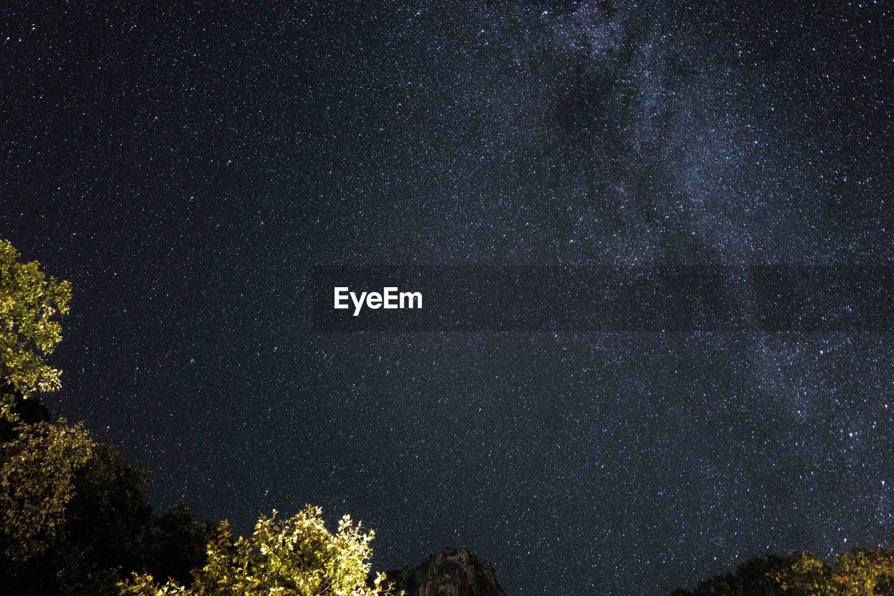 LOW ANGLE VIEW OF TREES AGAINST STAR FIELD