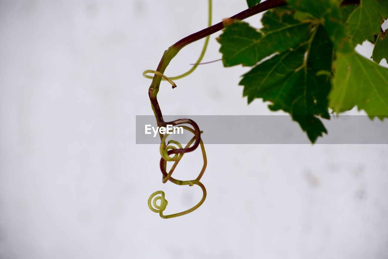 Close-up of curled up vine against sky