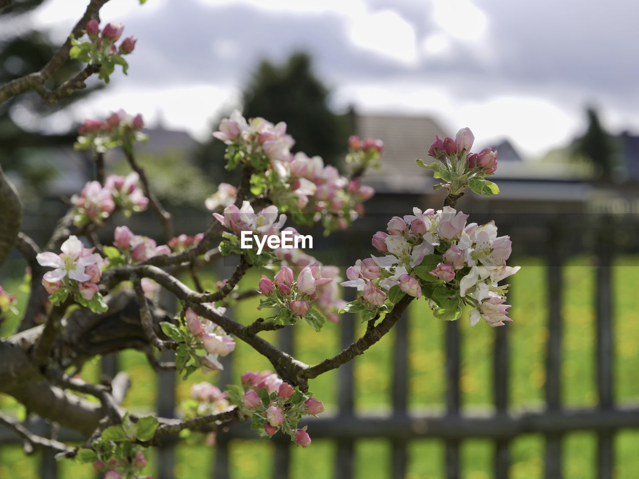 CLOSE-UP OF FLOWERING PLANTS