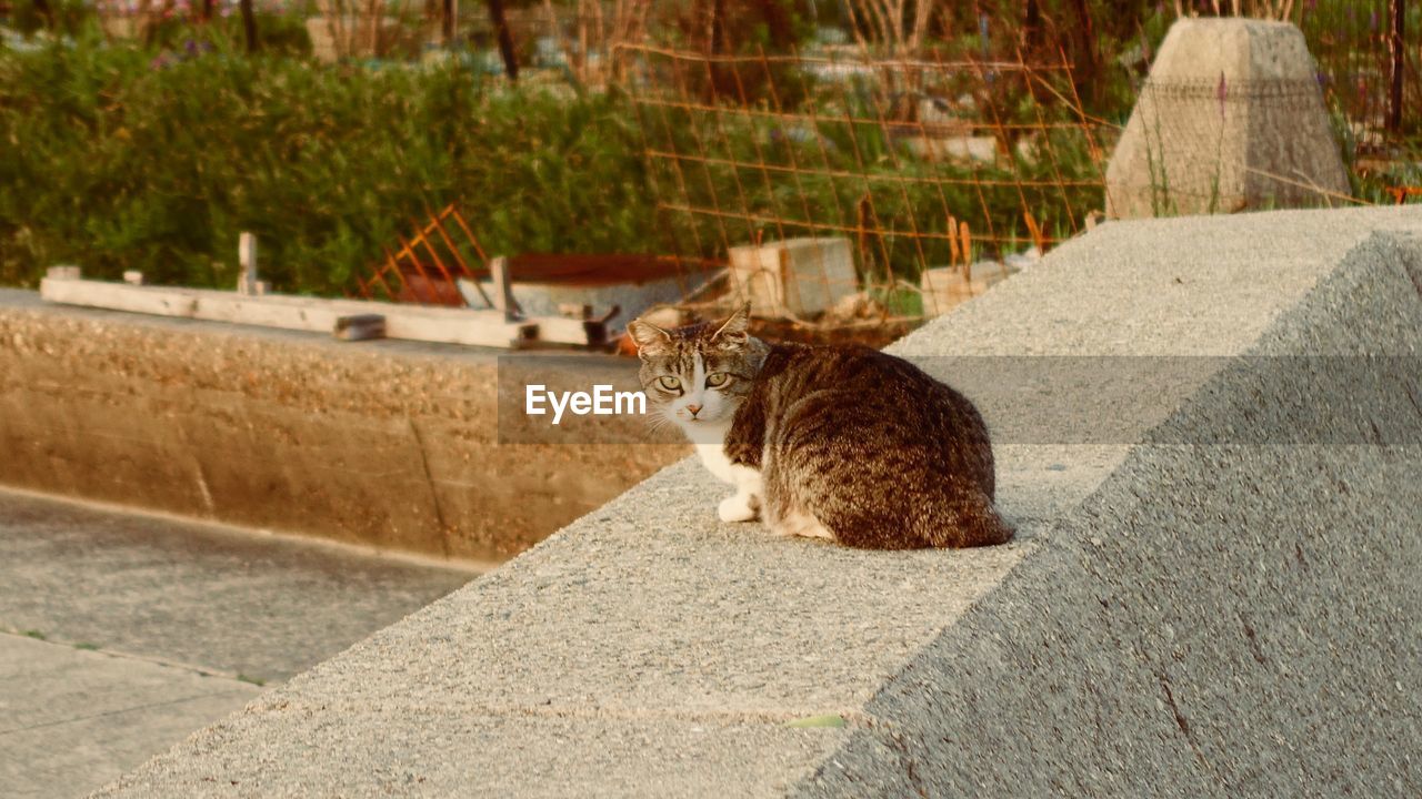 CAT SITTING ON RETAINING WALL OUTDOORS