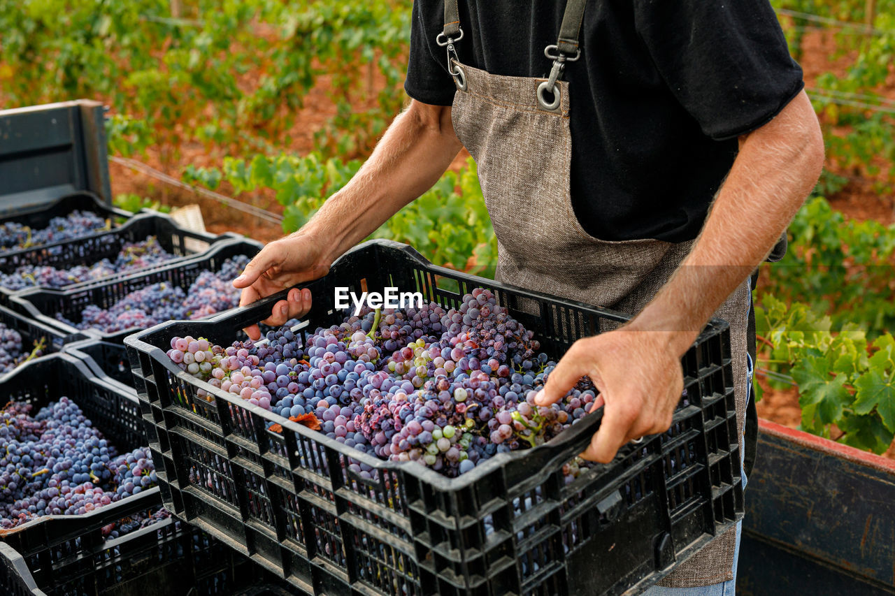 Crop view of man putting boxes with ripe grapes into truck while working on farm in countryside