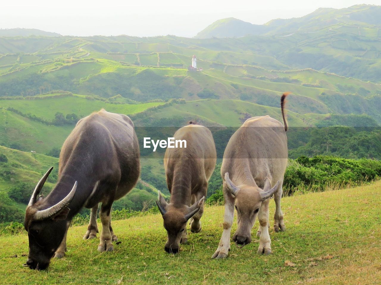 SHEEP GRAZING IN PASTURE