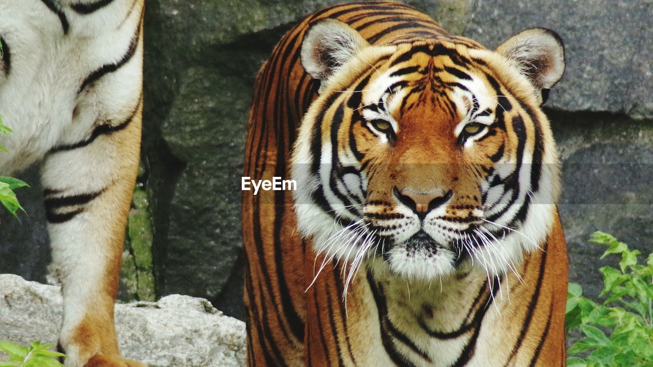 CLOSE-UP OF ZEBRAS IN ZOO