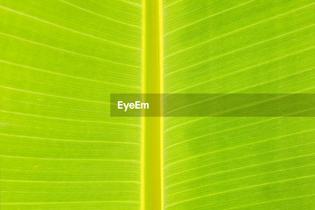 Full frame shot of banana leaf