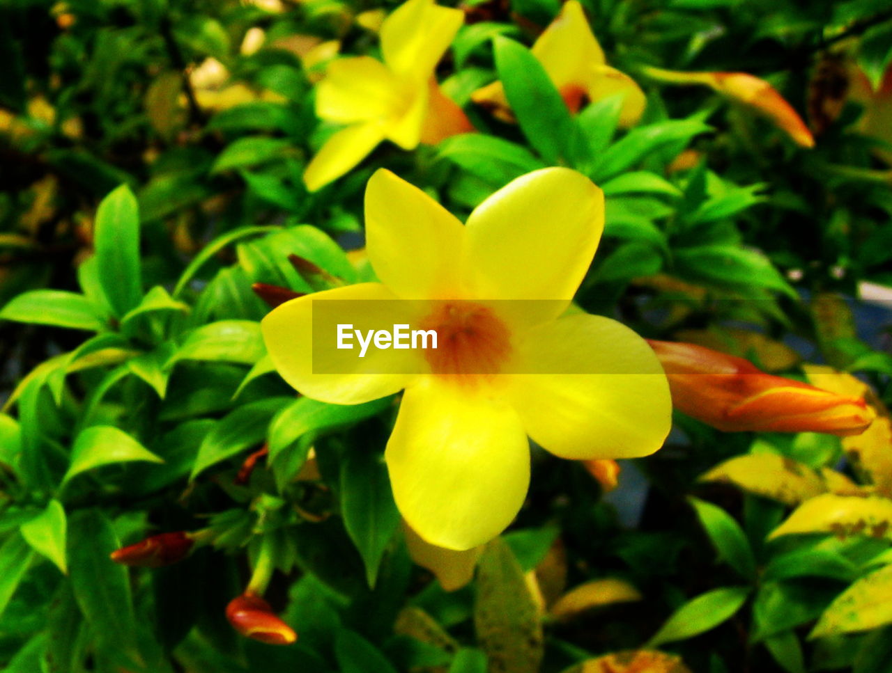 CLOSE-UP OF YELLOW FLOWER BLOOMING OUTDOORS