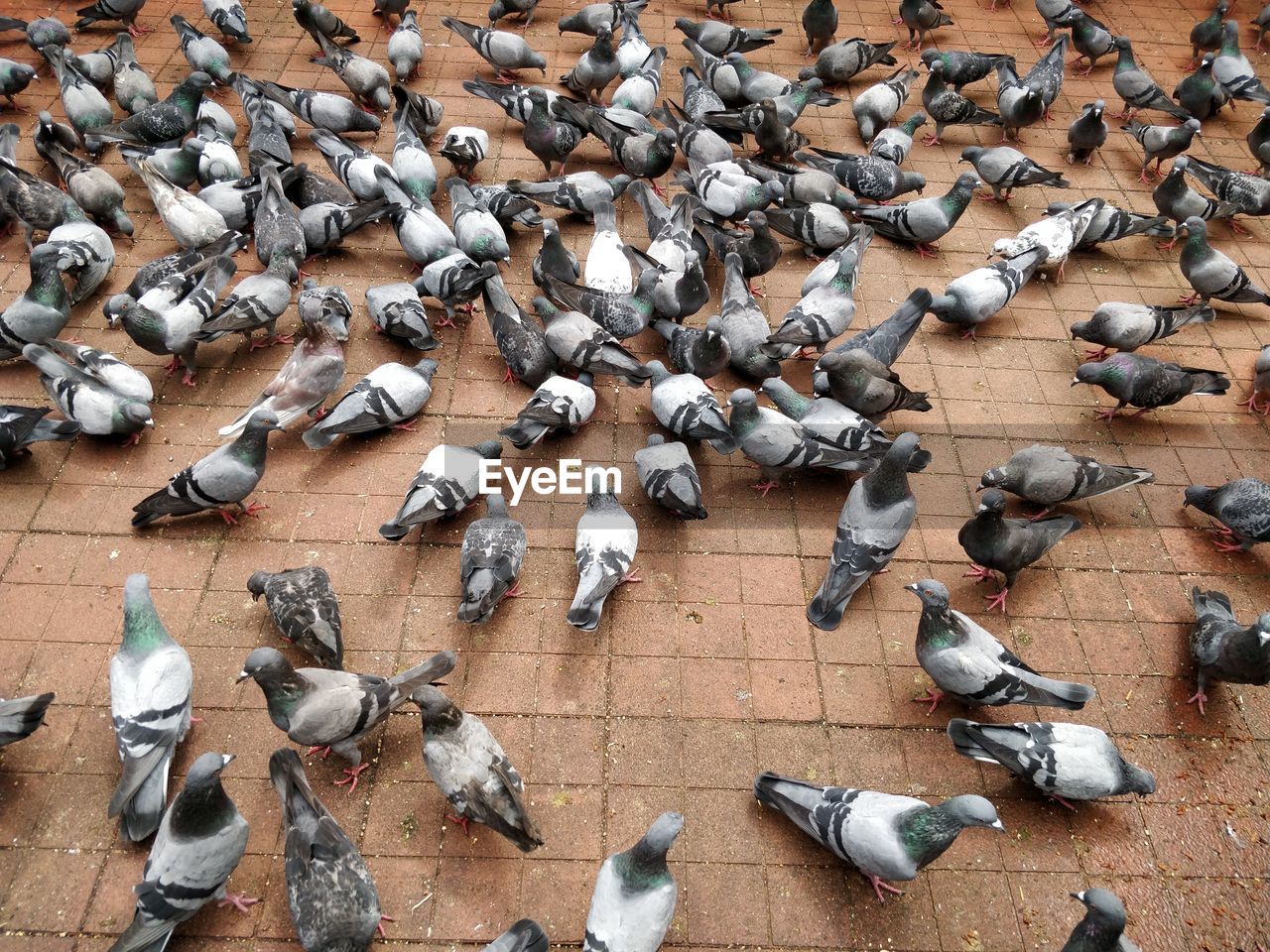 High angle view of pigeons feeding
