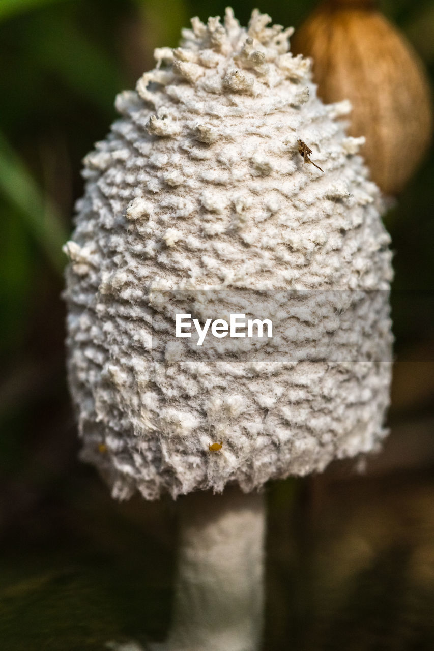 CLOSE UP OF FLOWER HEAD