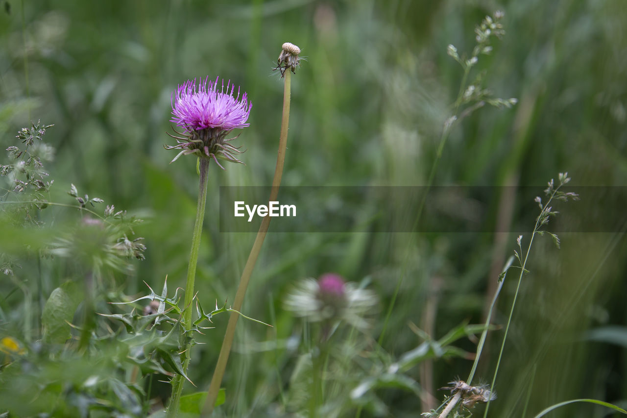 Close-up of purple flowering plant on field