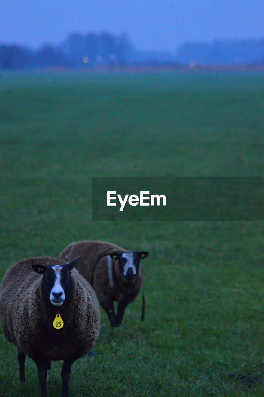 Sheep on grassy field