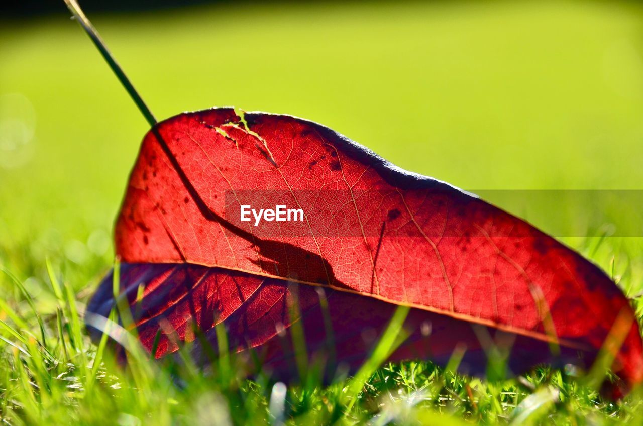 CLOSE-UP OF BUTTERFLY ON LEAVES