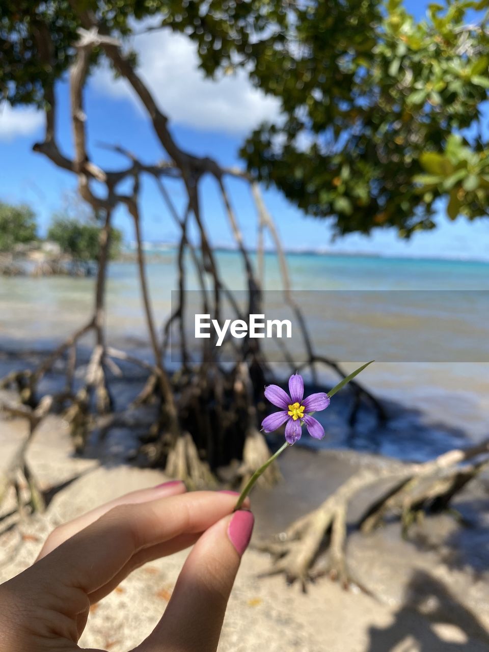 Cropped image of hand holding flowering plant at beach