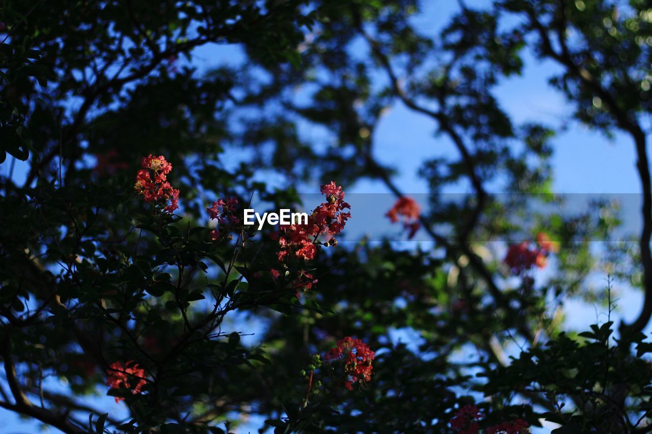 low angle view of trees against sky