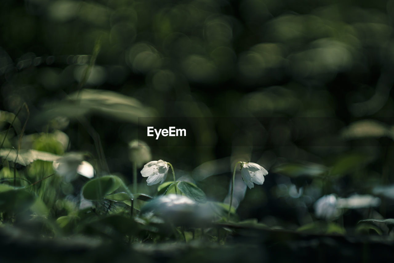 CLOSE-UP OF WHITE FLOWERING PLANT ON LAND