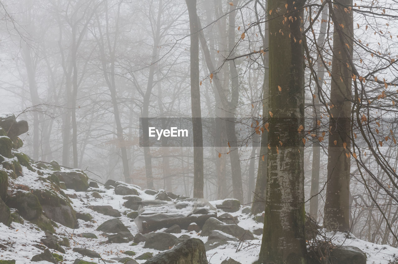 Bare trees in forest during winter