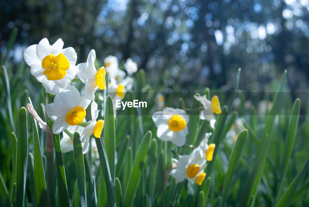 Daffodil field at spring