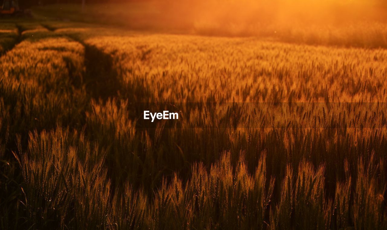 Scenic view of wheat crop