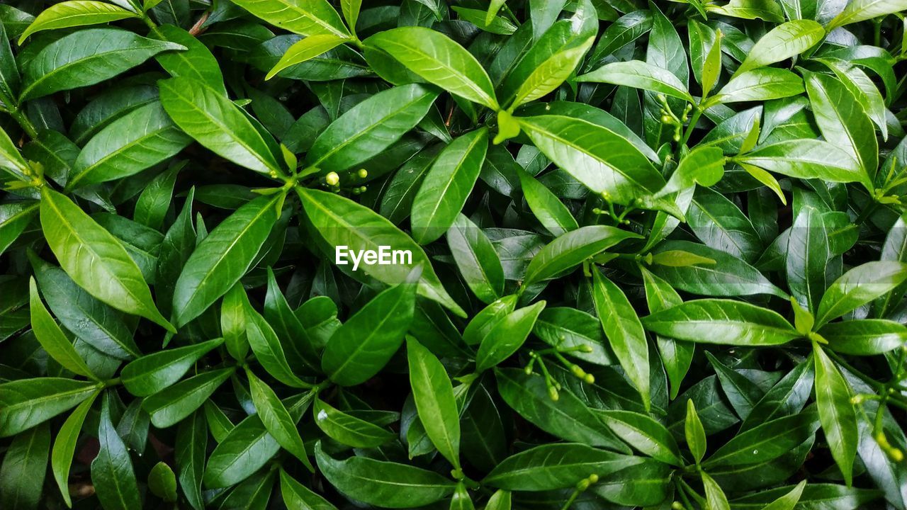 Full frame shot of green leaves