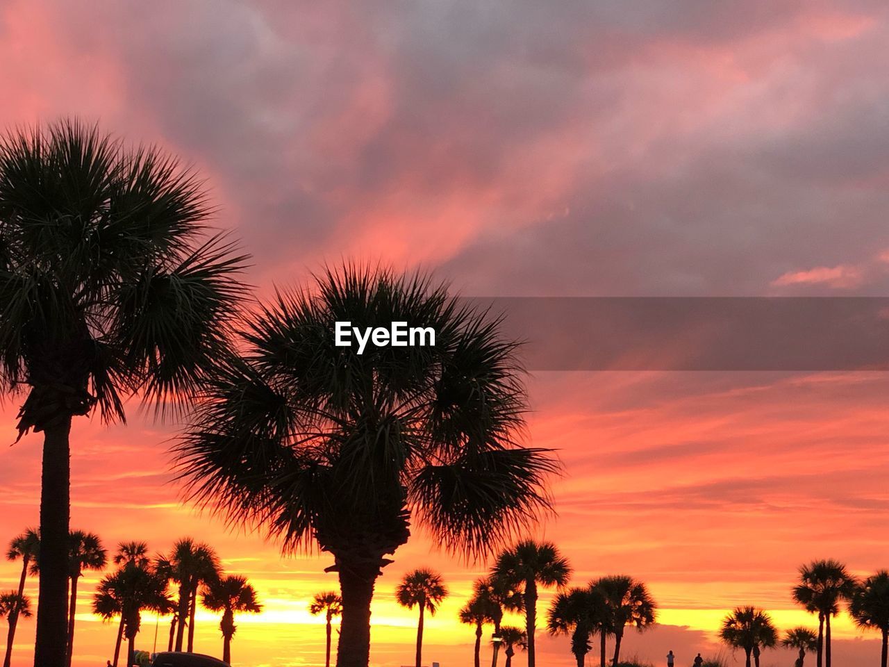 LOW ANGLE VIEW OF PALM TREES AGAINST SKY DURING SUNSET