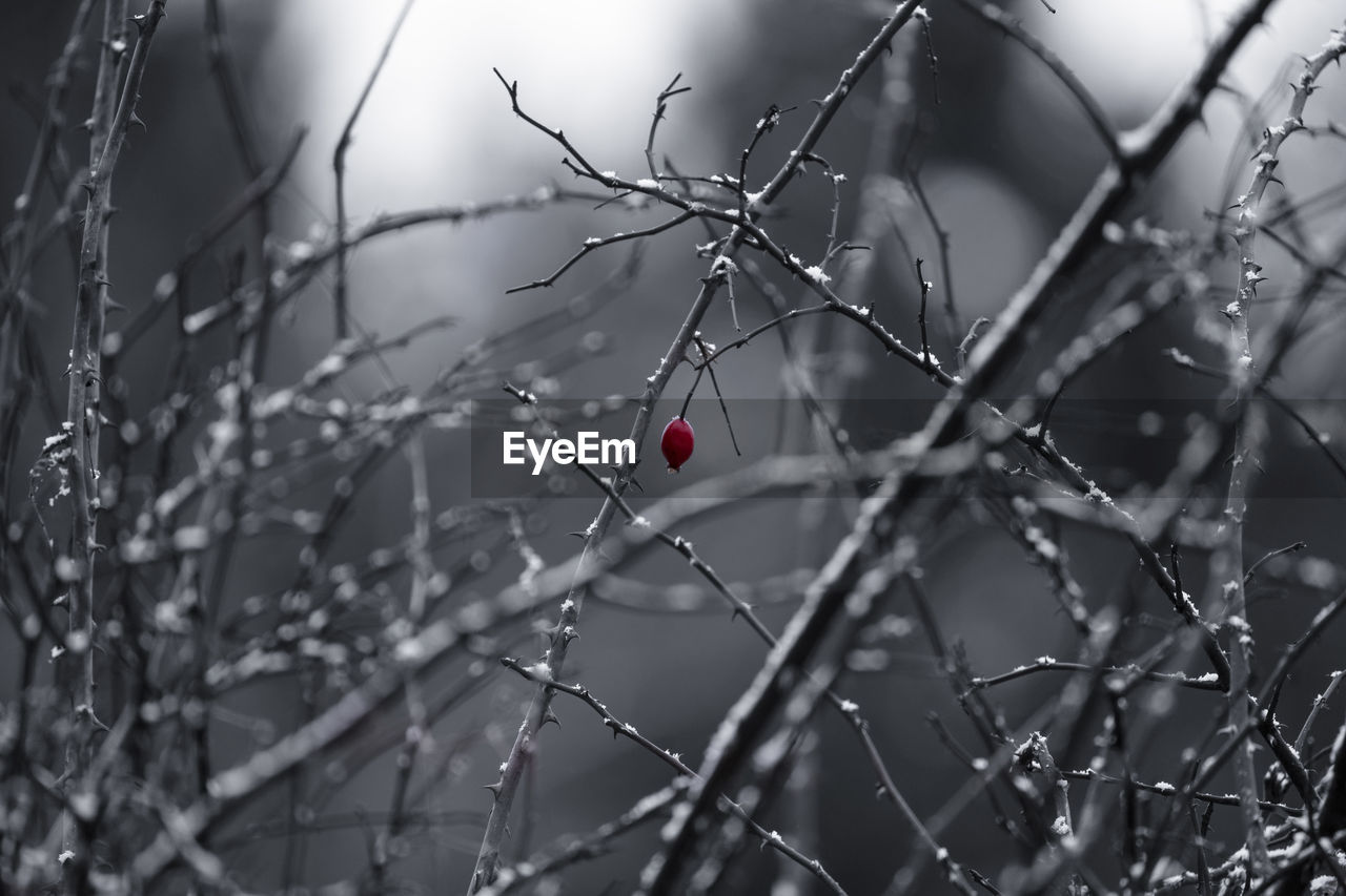 winter, black and white, branch, monochrome, nature, plant, focus on foreground, no people, monochrome photography, tree, frost, close-up, selective focus, twig, outdoors, spider web, snow, fruit, day, protection, freezing, leaf, beauty in nature, berry, security, fence, tranquility, cold temperature, wire fencing, wire