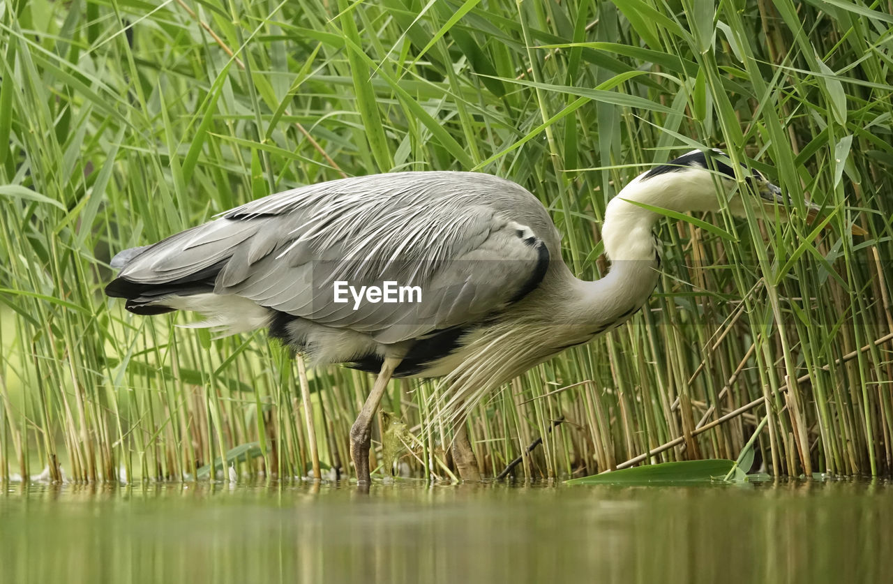 Side view of a gray heron on lake