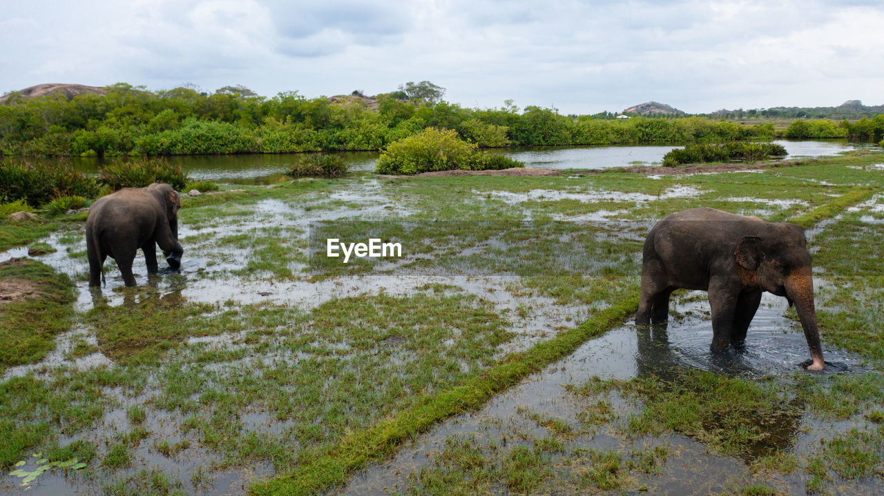 side view of an animal in lake