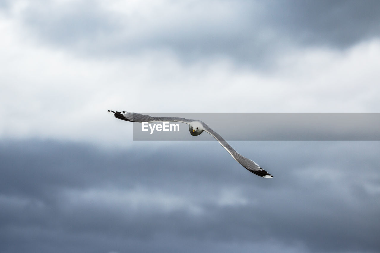 Close-up of bird flying against cloudy sky