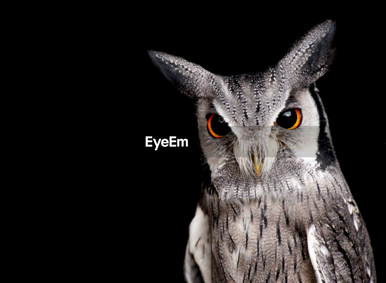 CLOSE-UP PORTRAIT OF OWL