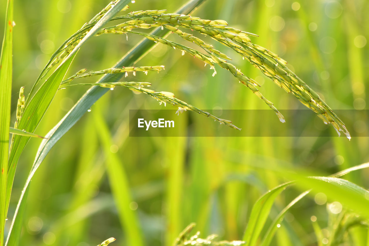 Close-up of wet grass