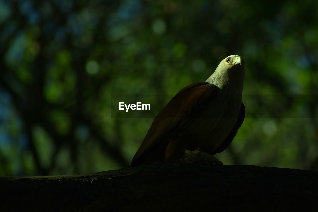 The bird of prey- brahminy