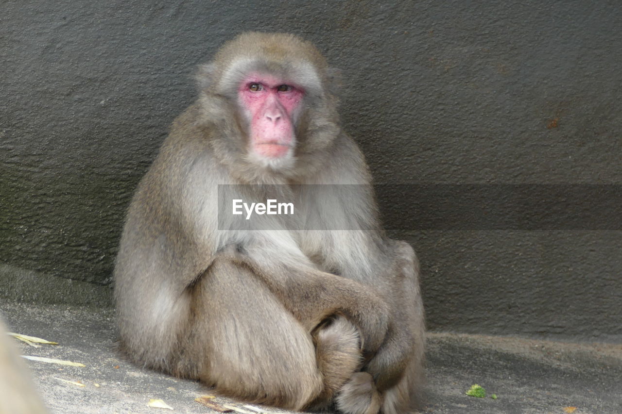 CLOSE-UP PORTRAIT OF MONKEY SITTING ON WALL