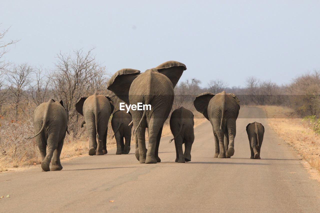 Rear view of elephants walking on road