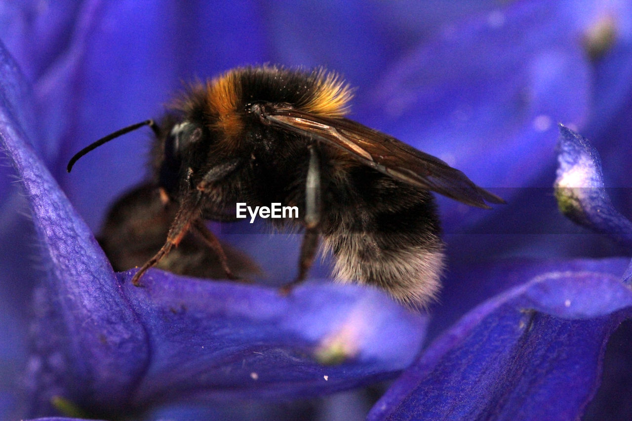 CLOSE-UP OF HONEY BEE POLLINATING ON PURPLE FLOWER