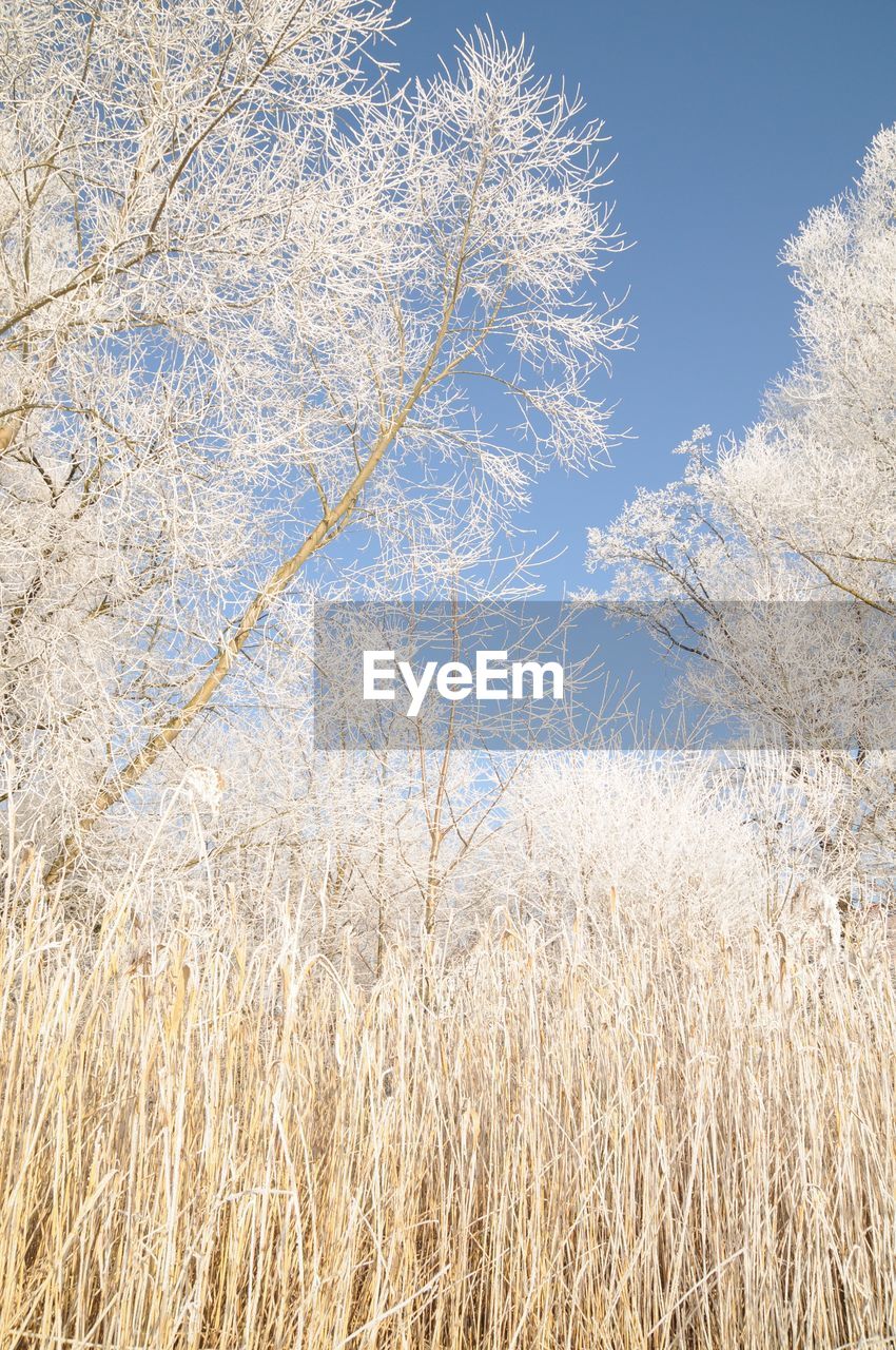 CLOSE-UP OF REED GROWING ON FIELD AGAINST BRIGHT SKY