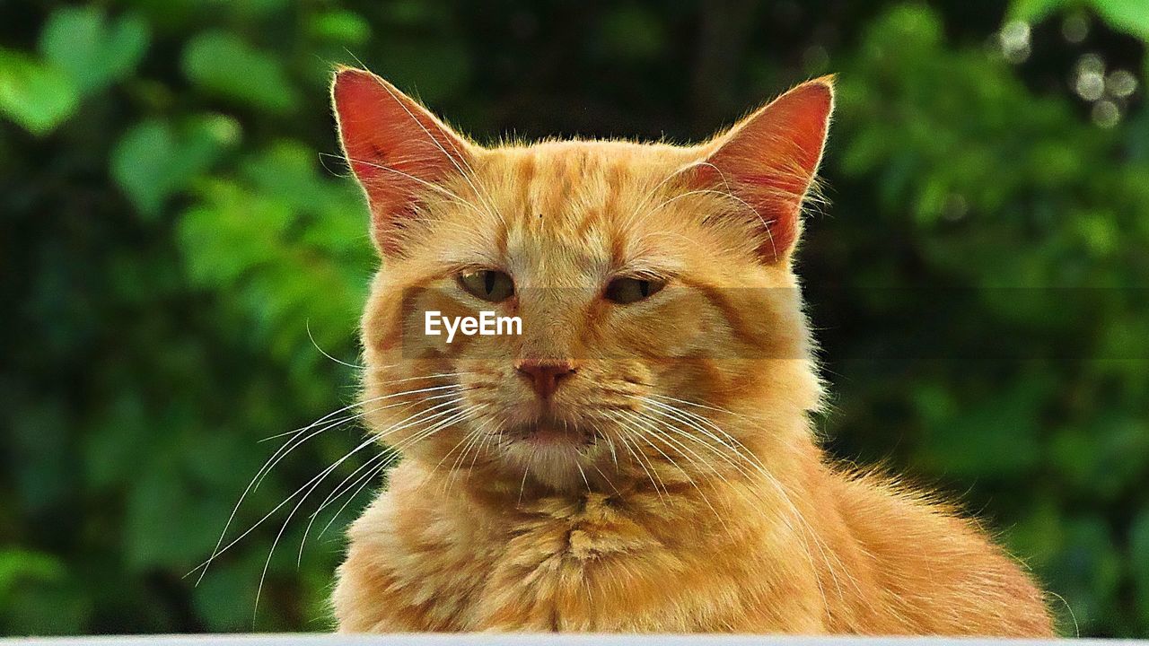CLOSE-UP OF A CAT