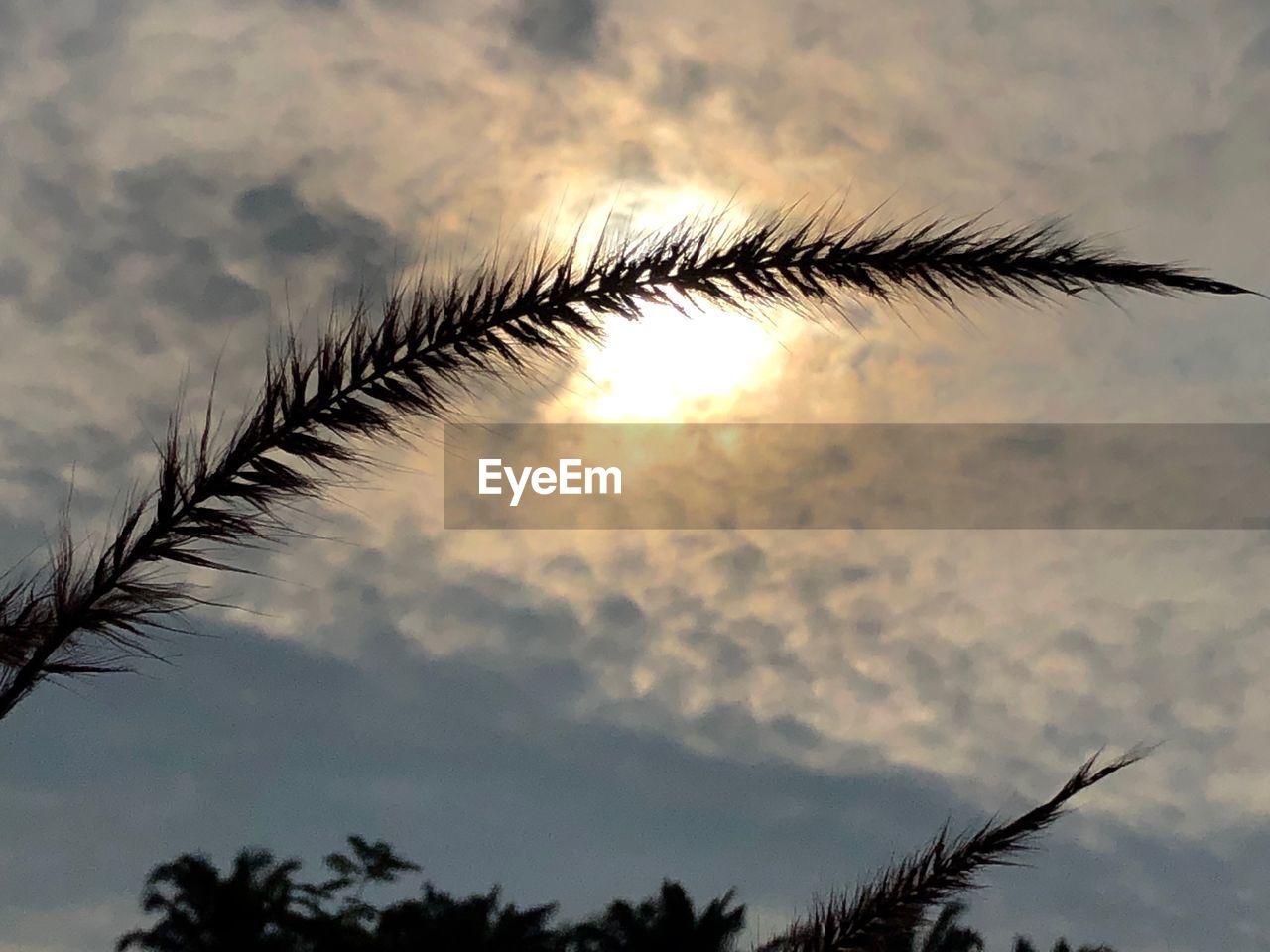 Low angle view of silhouette plants against sky