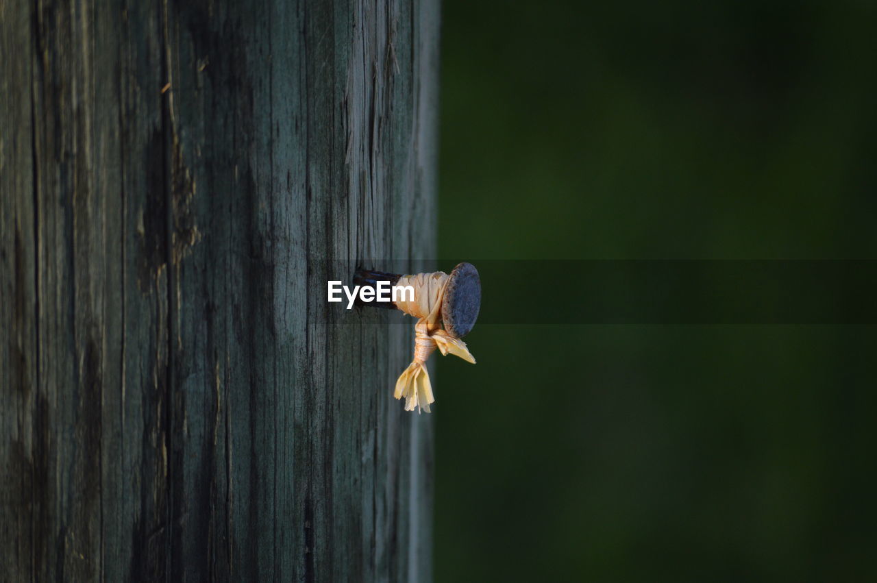 Close-up of nail on wood