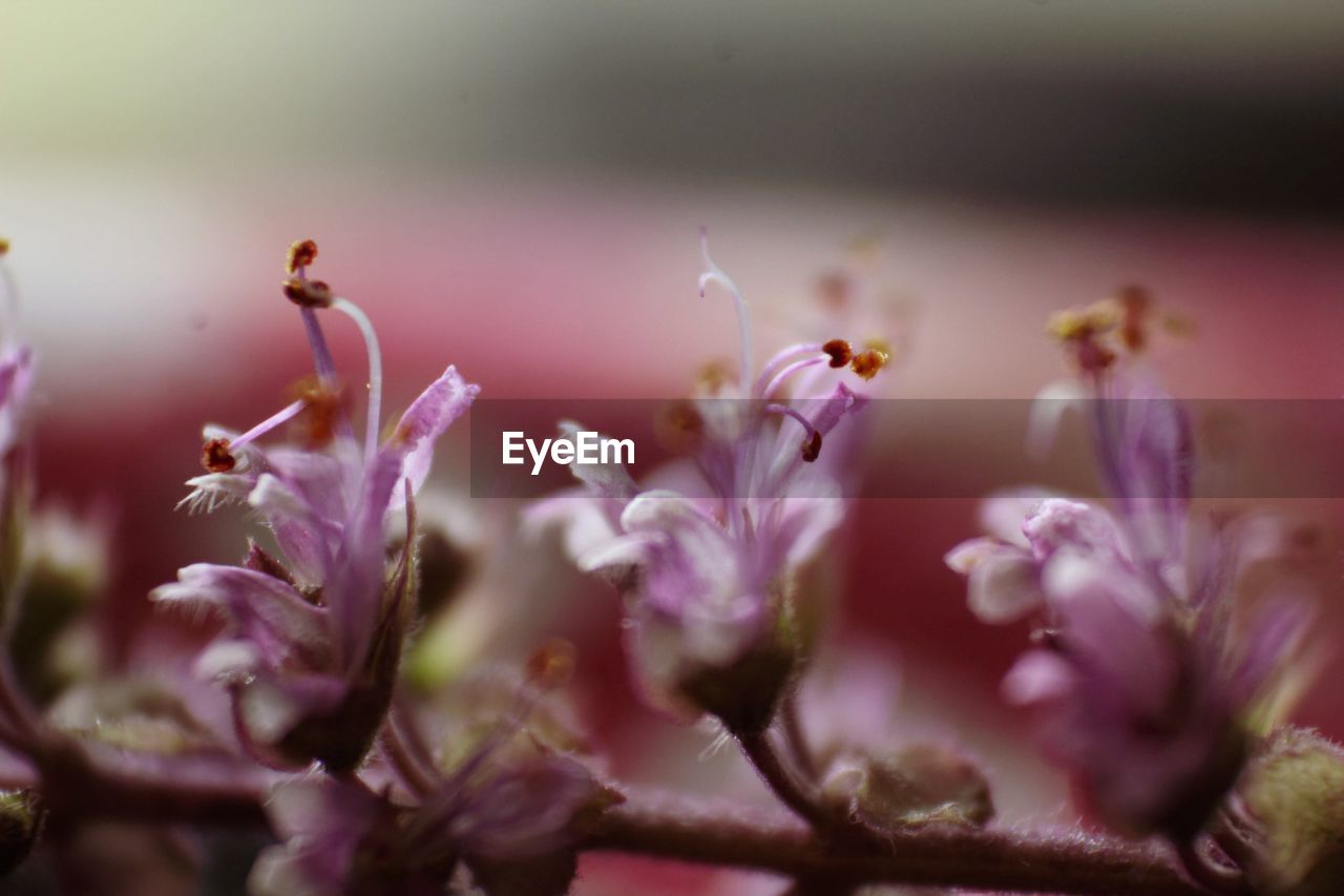 CLOSE-UP OF PURPLE FLOWER PLANT