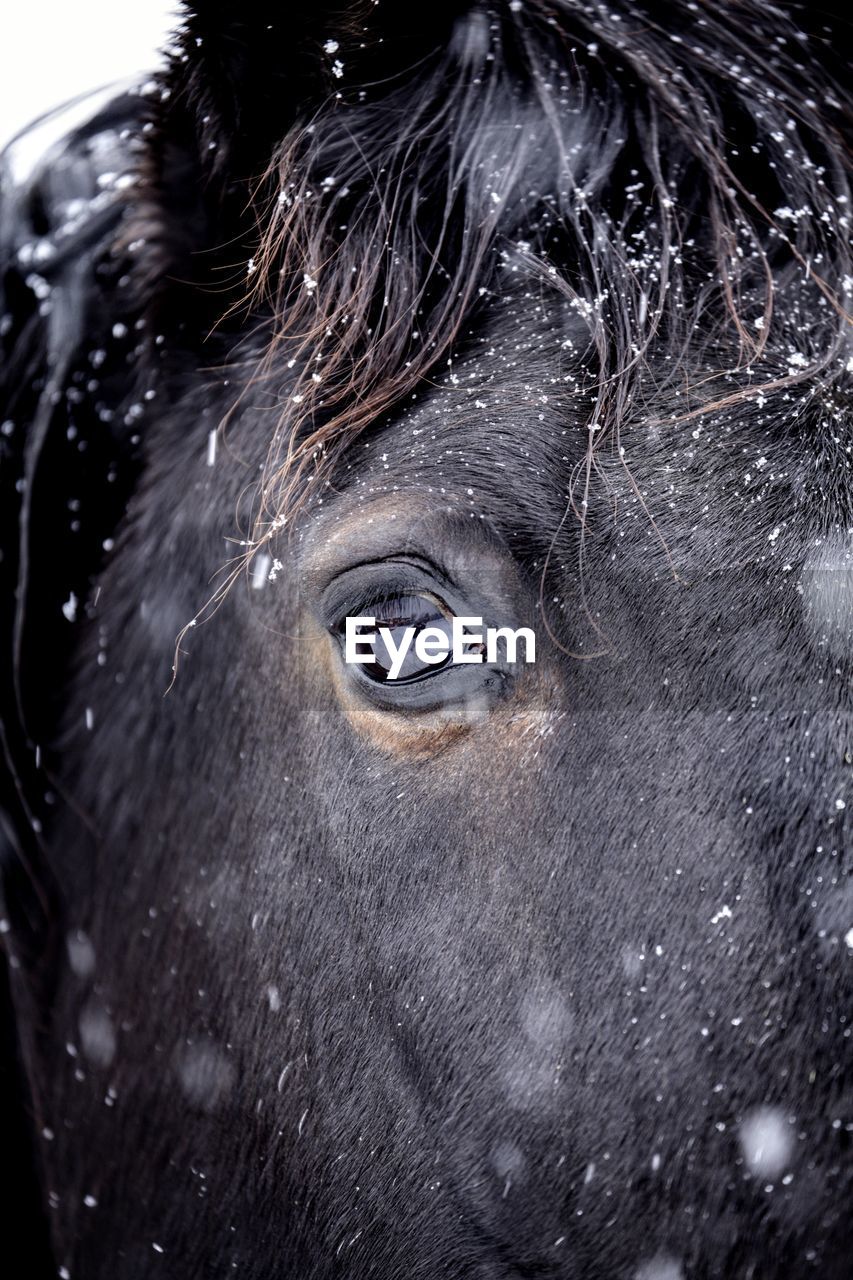 Close-up portrait of a horse