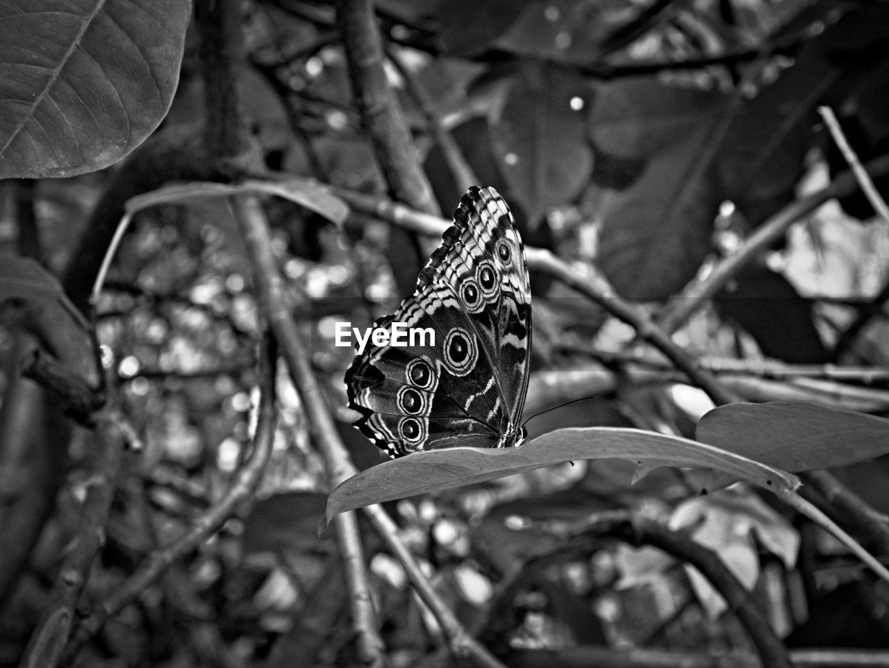 CLOSE-UP OF BUTTERFLY ON LEAVES