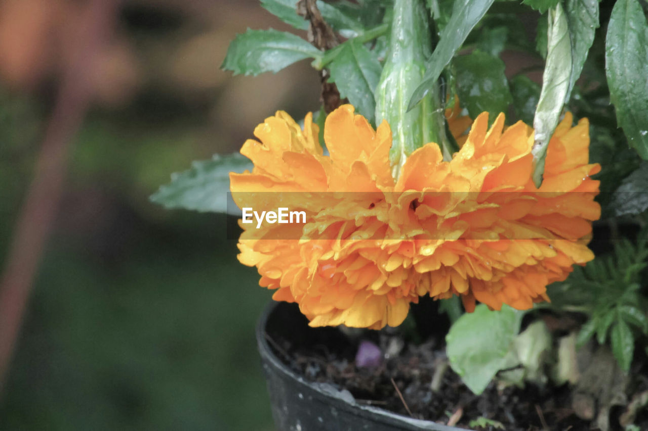 Close-up of orange flowers blooming outdoors