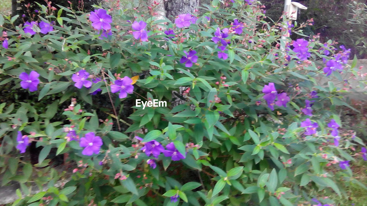 PURPLE FLOWERS GROWING IN PLANT