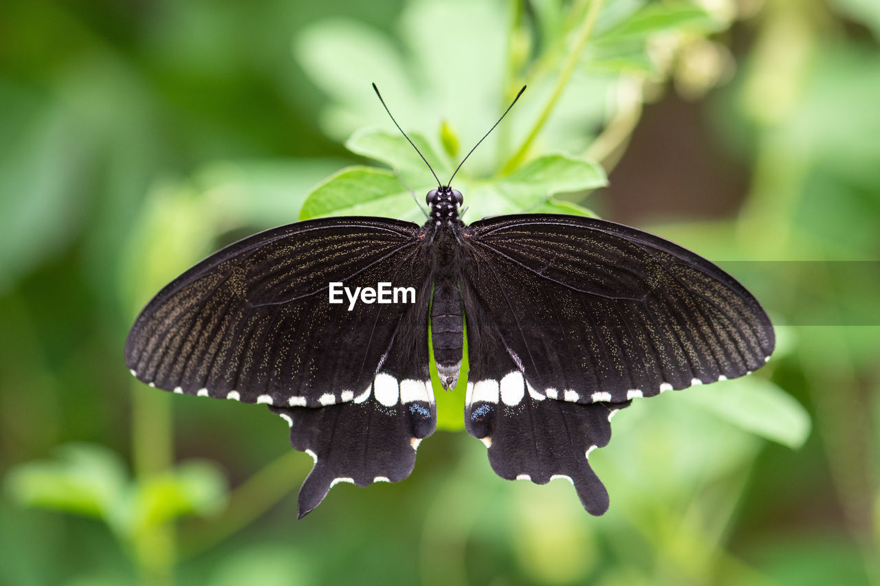 Close-up of butterfly pollinating flower