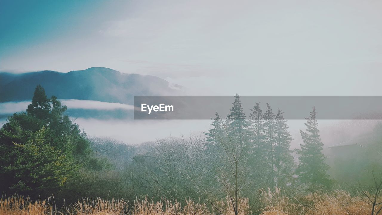 Trees in foggy weather against mountains