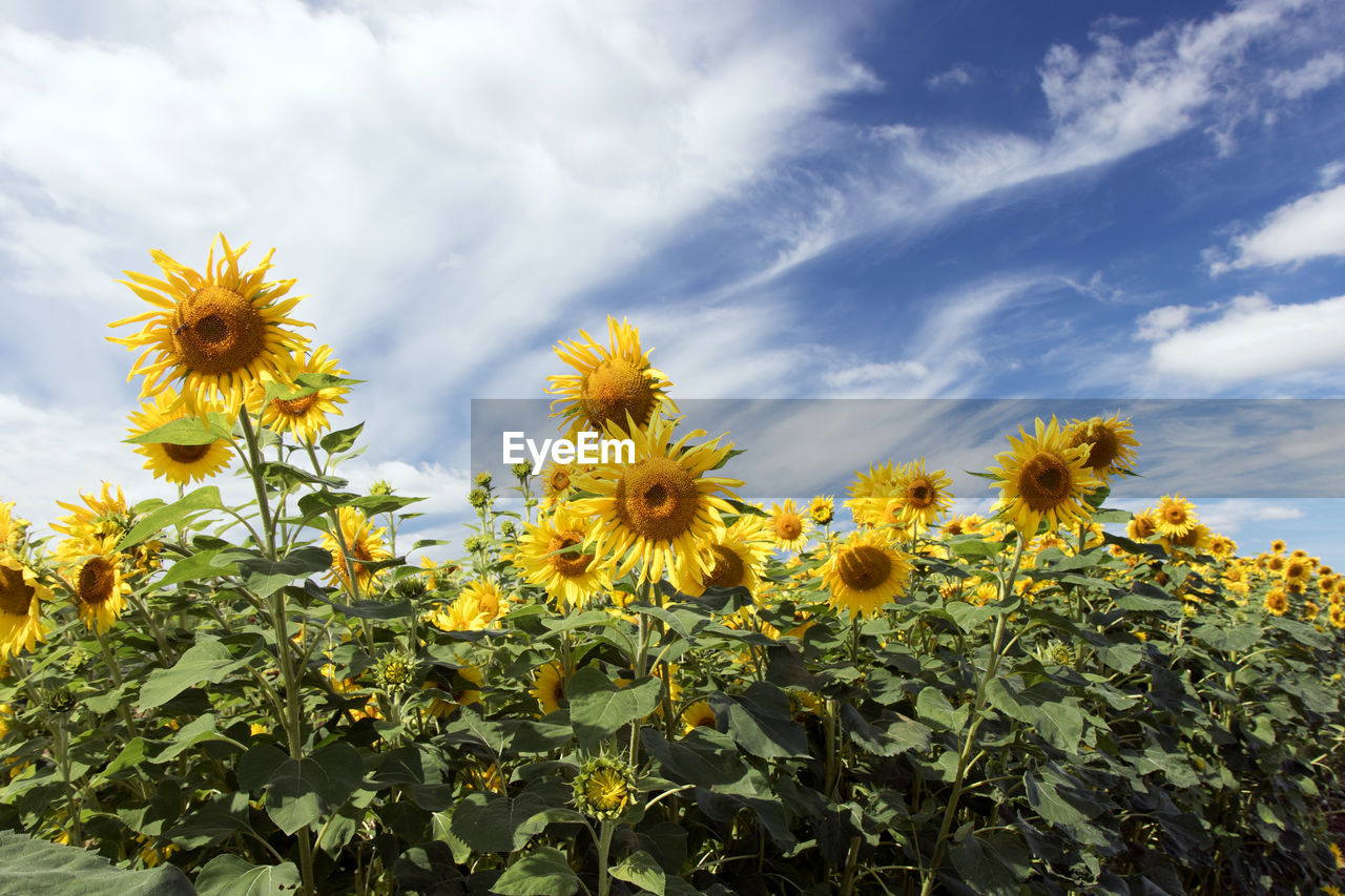 Close-up of yellow flowering plants on field against sky